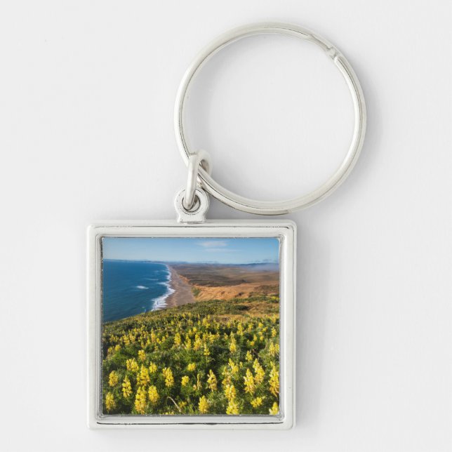 Chaveiro Tremoceiro Amarelo Acima da Praia de Point Reyes E (Frente)