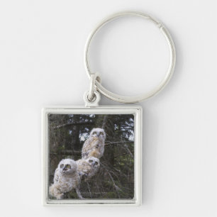 Chaveiro Três grandes pintinhos da coruja Horned (bubão