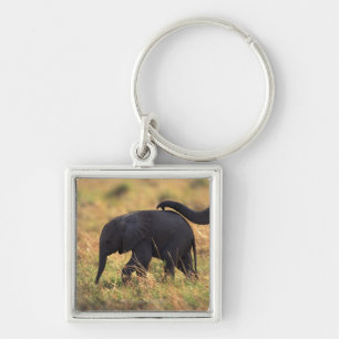 Chaveiro Tronco de prole tocante do elefante, Kenya,