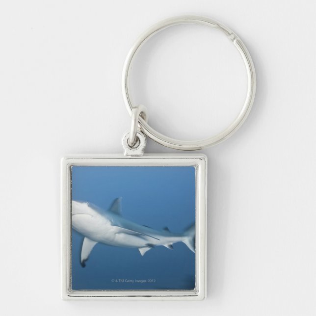 Chaveiro Tubarão cinzento do recife (amblyrhynchos do (Frente)