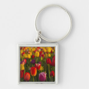 Chaveiro Tulipas, Festival de Tulipas, Woodburn, Oregon, EU
