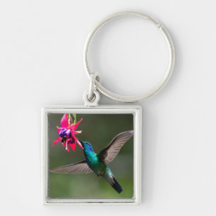 Chaveiro Um Beija-flor-de-orelha-violeta-menor