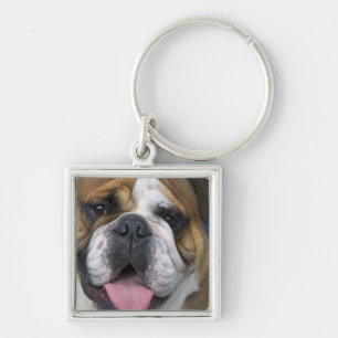 Chaveiro Um bulldog inglês na Bélgica.