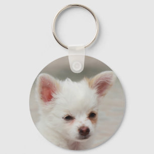 Chaveiro Um cachorrinho Chihuahua em um jardim
