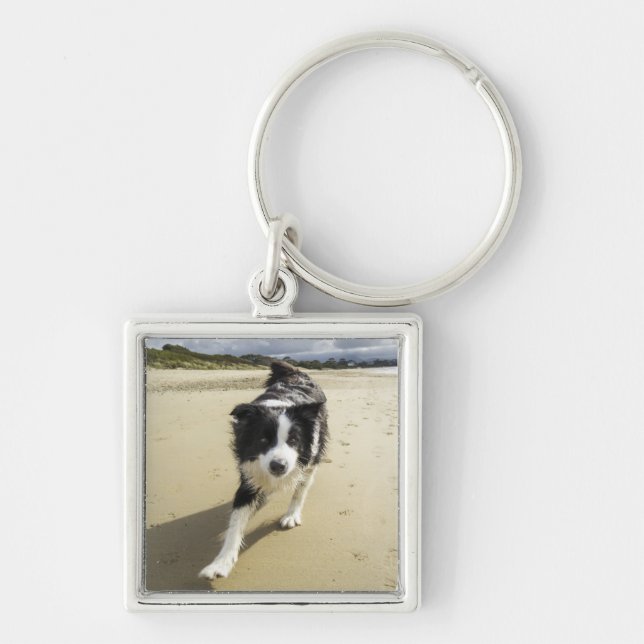 Chaveiro Um cão de border collie que funciona na praia (Frente)