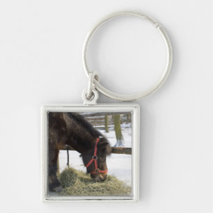 Chaveiro Um cavalo nativo original de Gotland onde