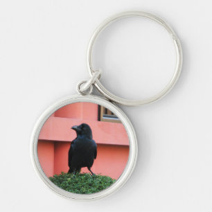 Chaveiro Um Corvo-Selvagem Grande Uma Perca Numa Árvore De