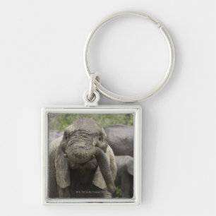 Chaveiro Um elefante africano novo (africana do Loxodonta)