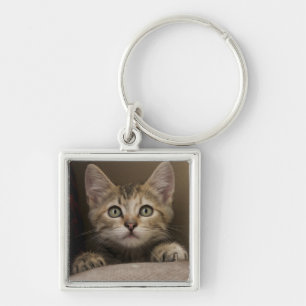 Chaveiro Um gatinho muito doce do gato malhado