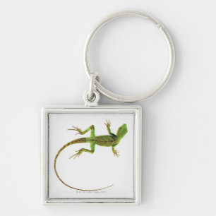Chaveiro Um lagarto na terra branca pura