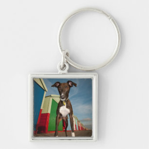 Chaveiro Um Lurcher que está na frente de algumas cabanas