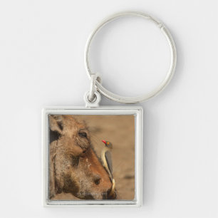 Chaveiro Um Oxpecker em um snout dos warthogs,