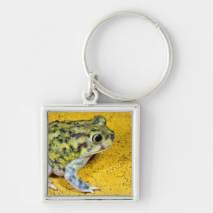 Chaveiro Um sapo de spadefoot