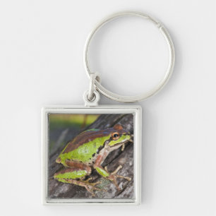 Chaveiro Um treefrog pacífico empoleirado em um registro