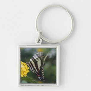 Chaveiro Uma borboleta, na família de Swallowtails ou