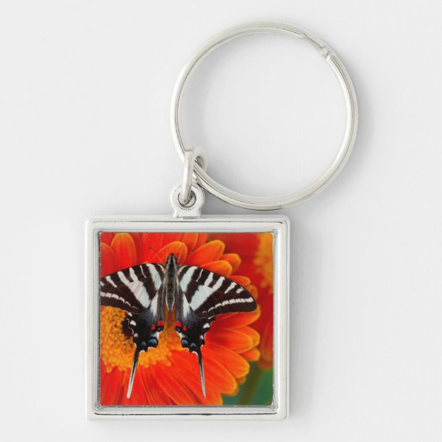 Chaveiro Uma Borboleta Rabo de Andorinha Zebra (Frente)