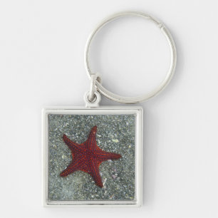 Chaveiro Uma estrela do mar vermelha   Galápagos, Equador