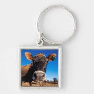 Chaveiro Uma vaca Jersey curiosa
