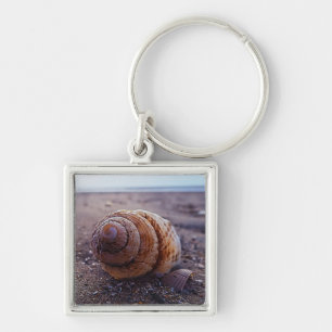 Chaveiro Uma vista macro de Shell espiral