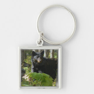 Chaveiro Urso Negro Escondendo-se em Foto da Floresta em Vi