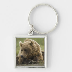 Chaveiro Urso pardo, ou Urso Cinzento Costeiro, Ursus