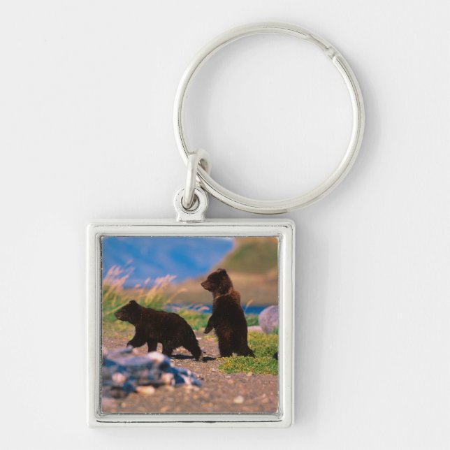 Chaveiro Urso Pardo, Ursus arctos, Península do Alasca, (Frente)