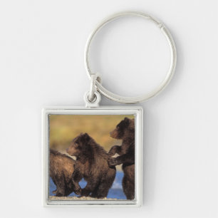 Chaveiro urso pardo, Ursus arctos, urso cinzento, Ursus