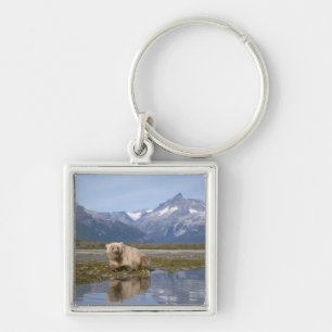 Chaveiro urso pardo, Ursus arctos, urso cinzento, Ursus 4