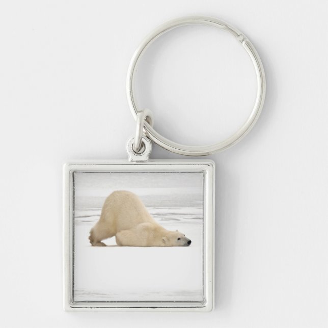 Chaveiro Urso polar coçando-se na tundra congelada (Frente)
