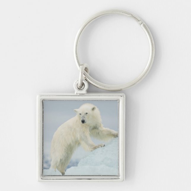 Chaveiro Urso polar no verão (Frente)