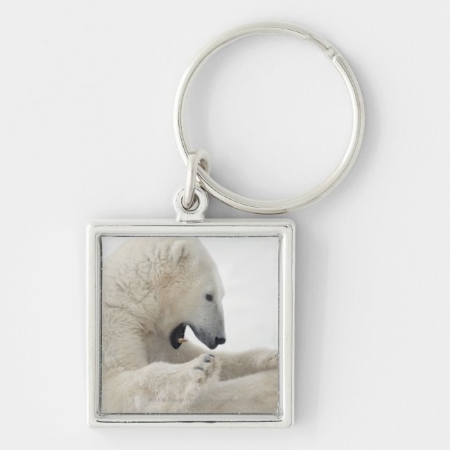 Chaveiro Urso polar que contrata em uma luta com um outro (Frente)