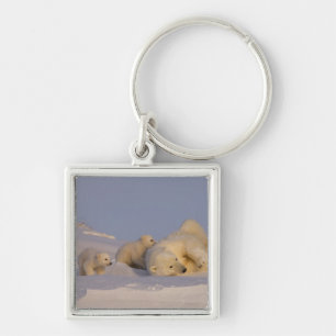 Chaveiro urso polar, Ursus maritimus, fêmea brincando