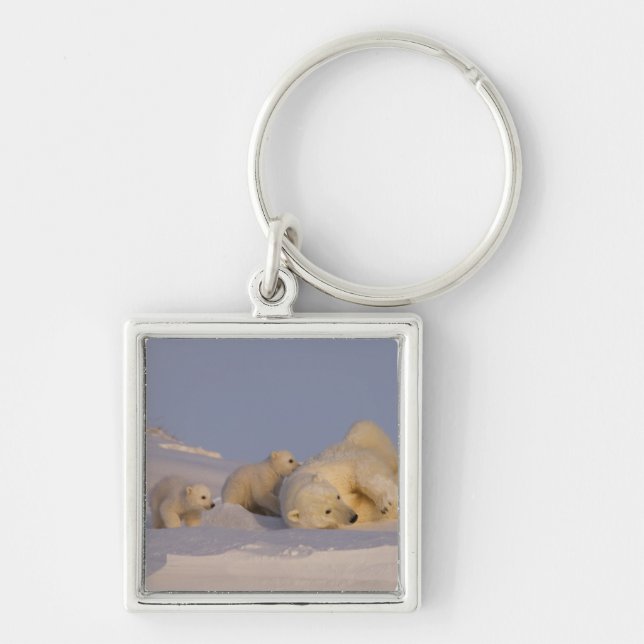 Chaveiro urso polar, Ursus maritimus, fêmea brincando (Frente)