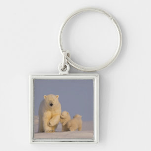 Chaveiro urso polar, Ursus maritimus, fêmea com filhotes re