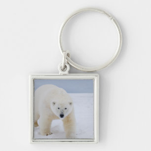 Chaveiro urso polar, Ursus maritimus, no gelo e neve,