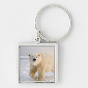 Chaveiro urso polar, Ursus maritimus, no gelo e neve, 2