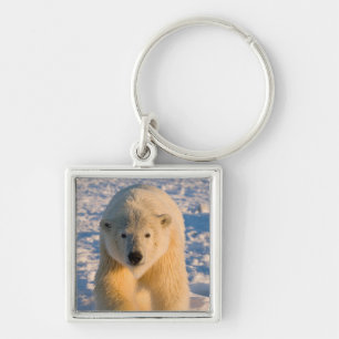 Chaveiro urso polar, Ursus maritimus, urso polar no gelo
