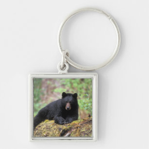 Chaveiro Urso preto em um tronco de crescimento antigo na