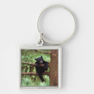 Chaveiro urso preto, Ursus americanus, filhote em uma árvor
