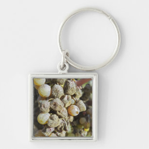 Chaveiro Uvas Semillon com podridão nobre. na época da colh