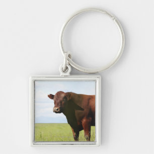 Chaveiro Vaca de carne no campo