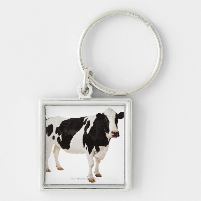 Chaveiro Vaca de Holstein (taurus do Bos) (Frente)