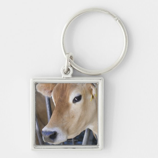 Chaveiro Vaca de leiteria do jérsei com cabeça no (Frente)