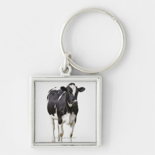 Chaveiro Vaca de leiteria (taurus do Bos) no fundo branco