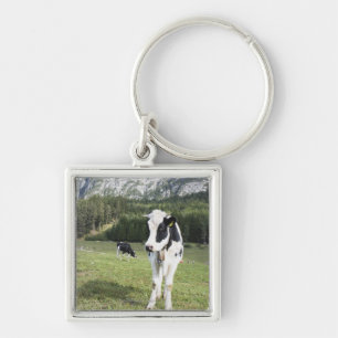 Chaveiro Vaca em um prado, Fie Sciliar Allo, alto Adige,