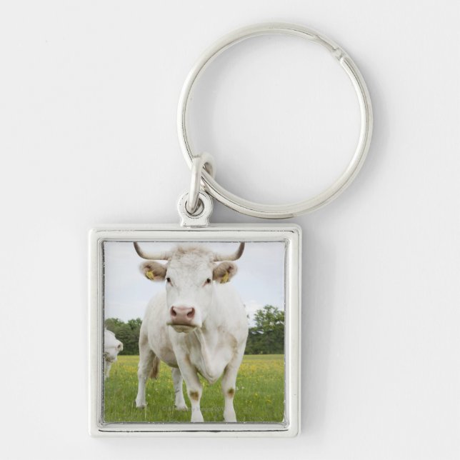 Chaveiro Vaca que está no campo gramíneo (Frente)