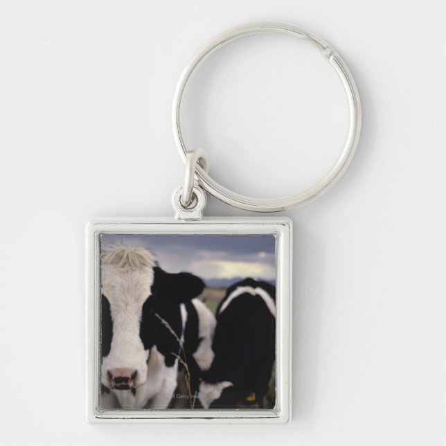 Chaveiro Vacas 3 (Frente)