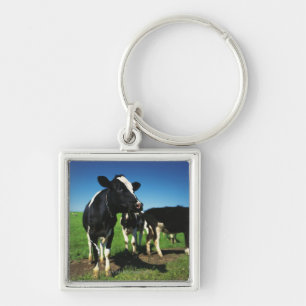 Chaveiro Vacas de Holstein em um campo