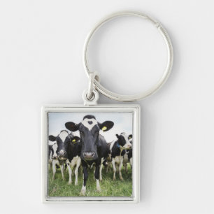 Chaveiro Vacas em seguido
