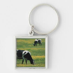Chaveiro Vacas em um campo das flores